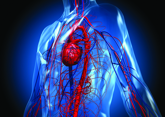 Chest cavity and heart illustration.