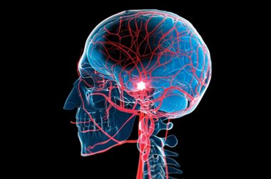 Interior brain image