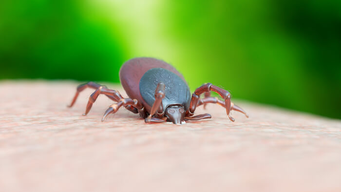 Close-up of brownish-black tick on a human.