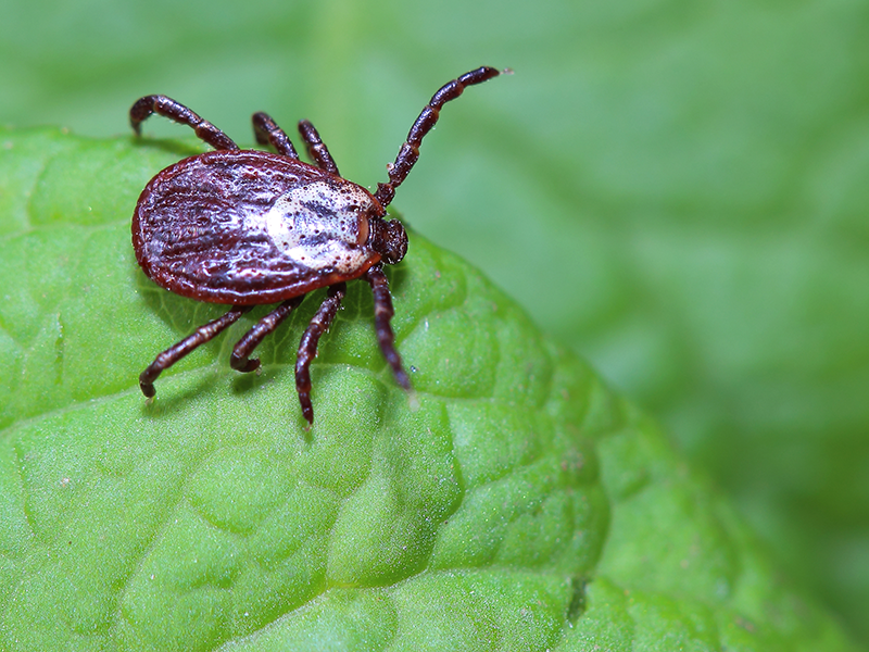 Tickborne Illness More Common Than You Think, Valley Health System, Las Vegas, NV